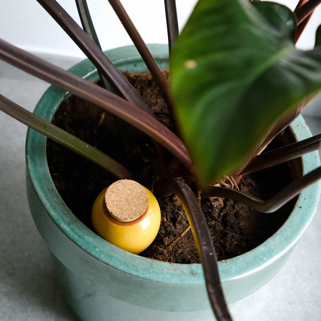 Olla - Mustard Yellow - Self watering for plants.