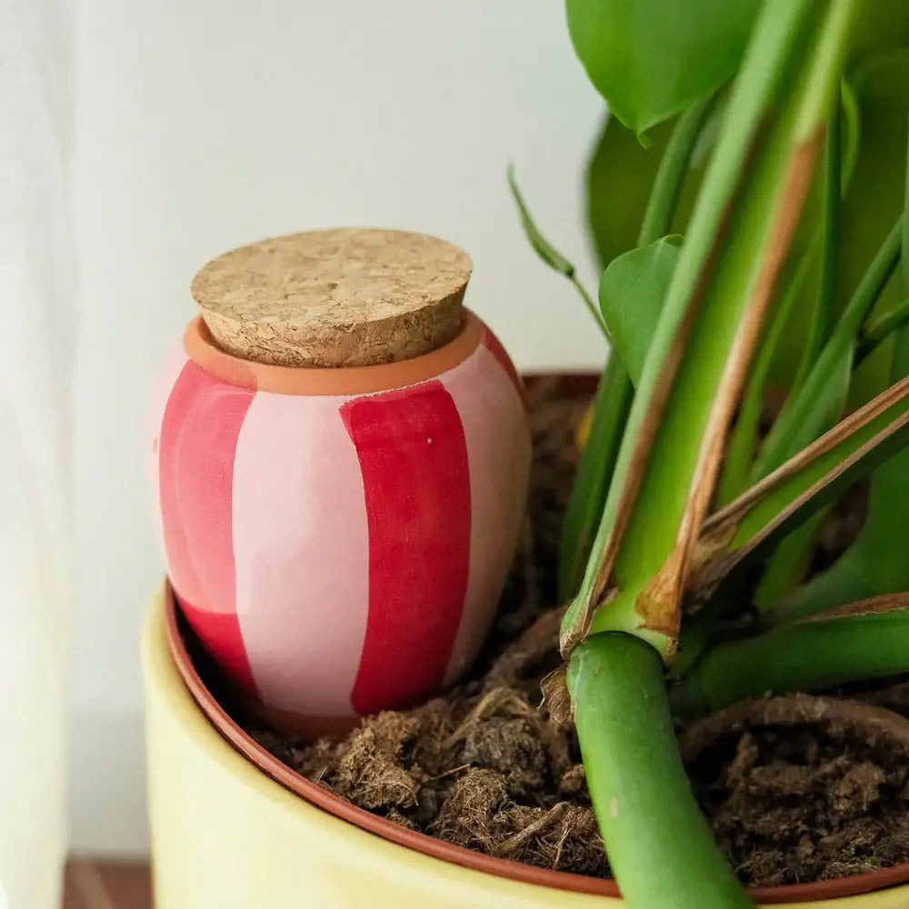 Olla - Red and Pink Stripes - Self watering for plants