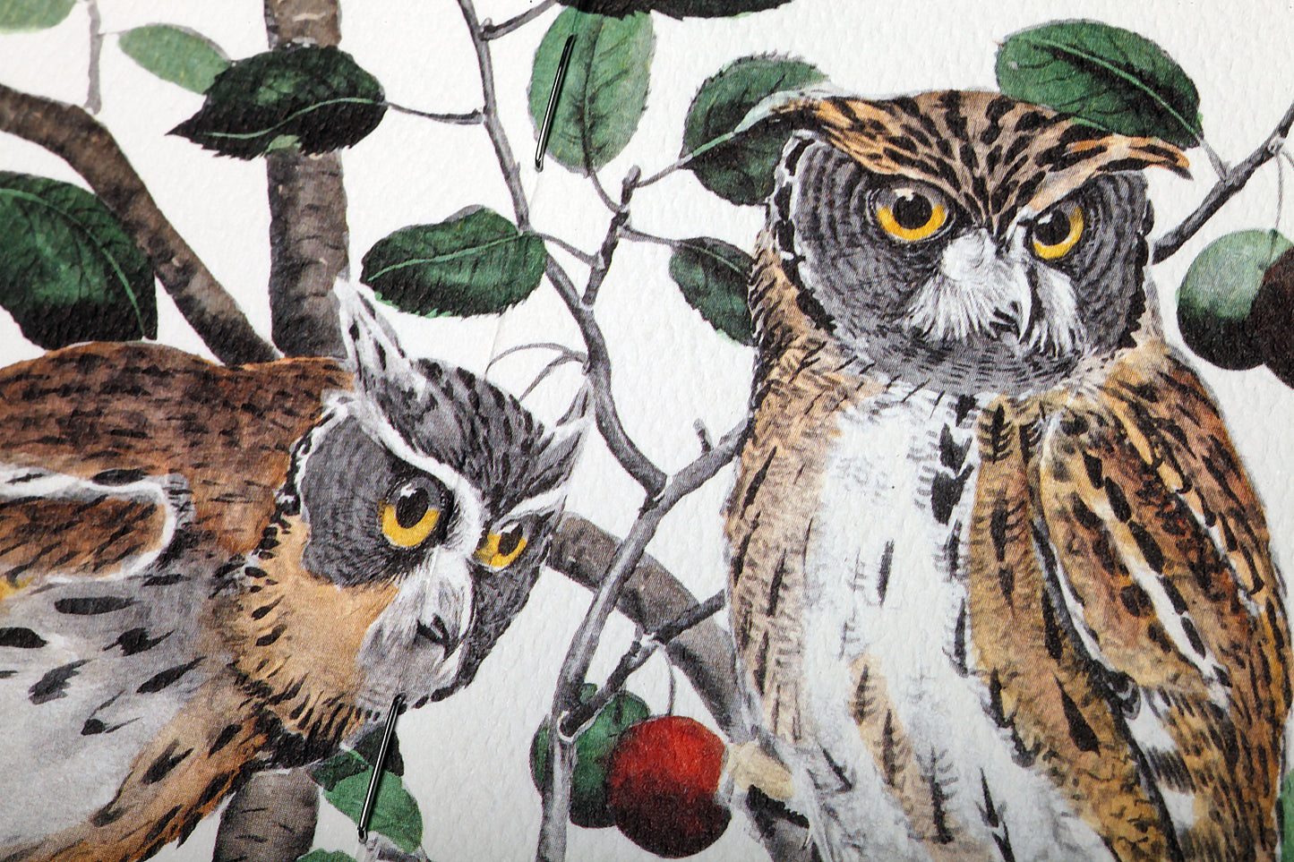 Field Notes Birds and Trees of North America - Pack of Three