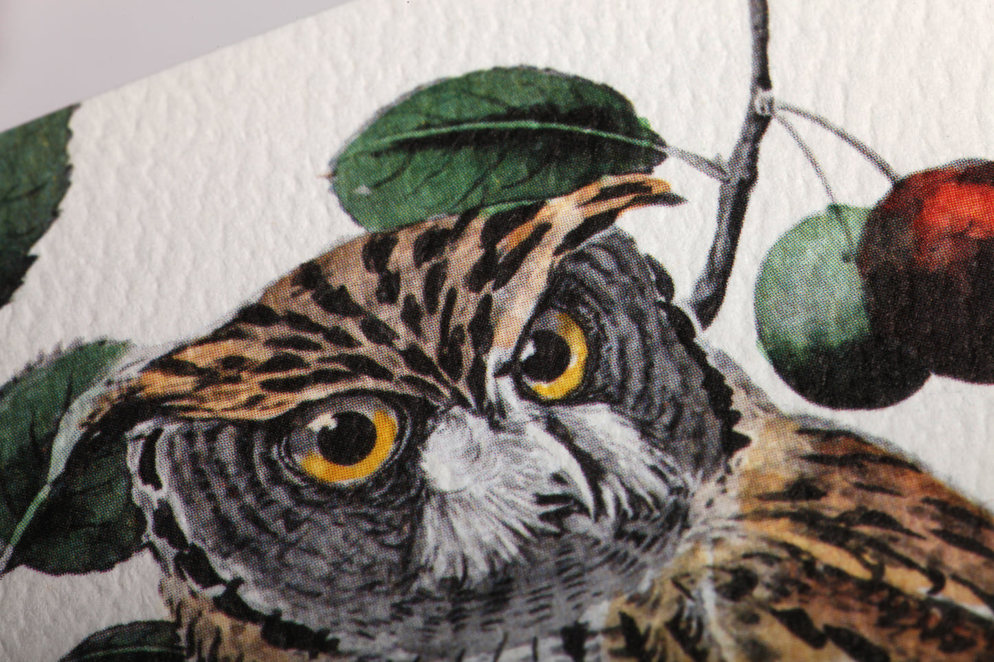 Field Notes Birds and Trees of North America - Pack of Three