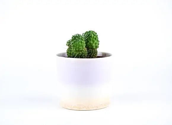 SGW Lab Plant Pot Medium