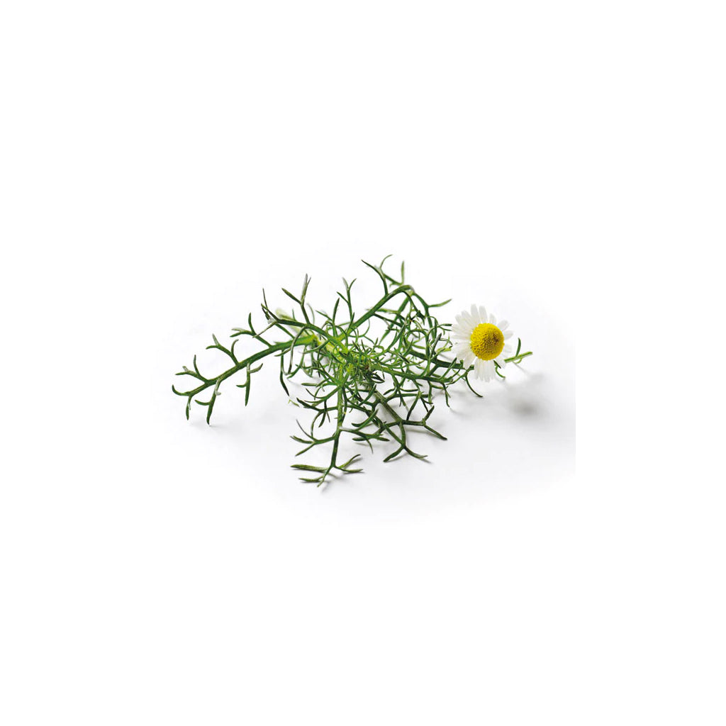 Roman Chamomile Seed Packet
