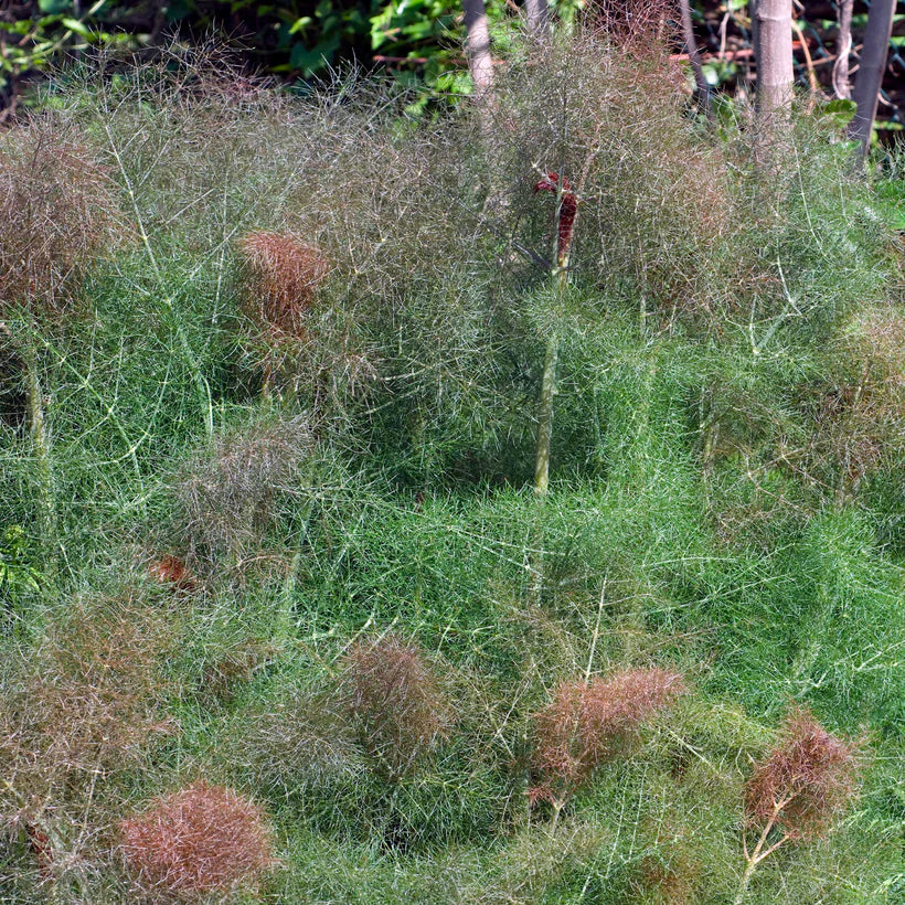 Fennel Bronze