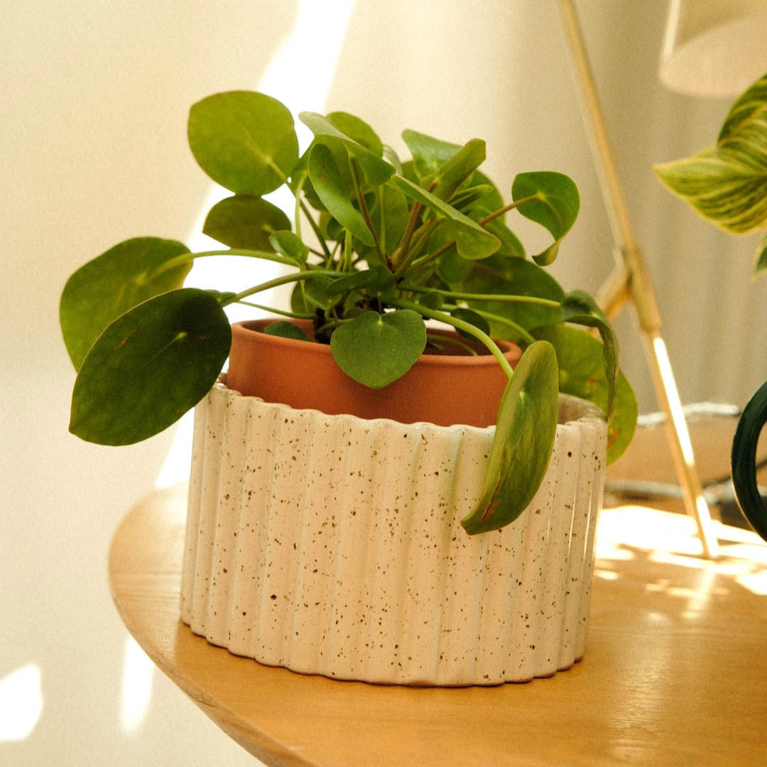 Paula - Speckled White Self Watering Pot Medium