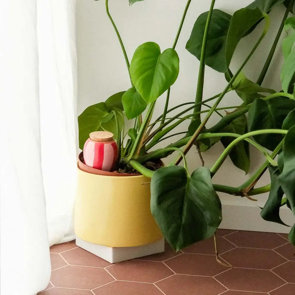 Olla - Red and Pink Stripes - Self watering for plants