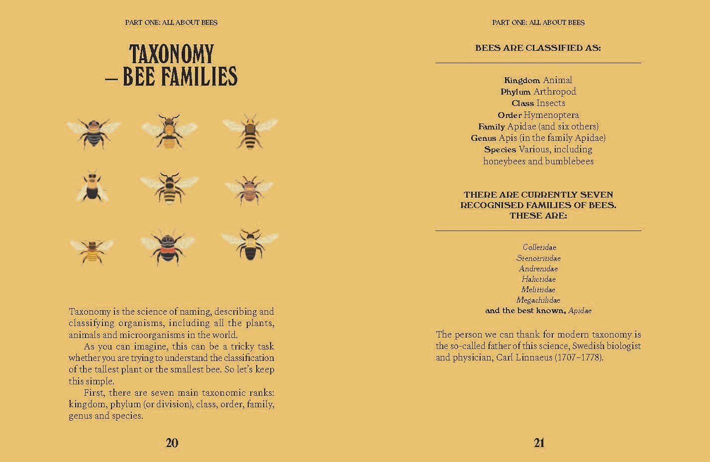 Bees. A Guide for the Curious