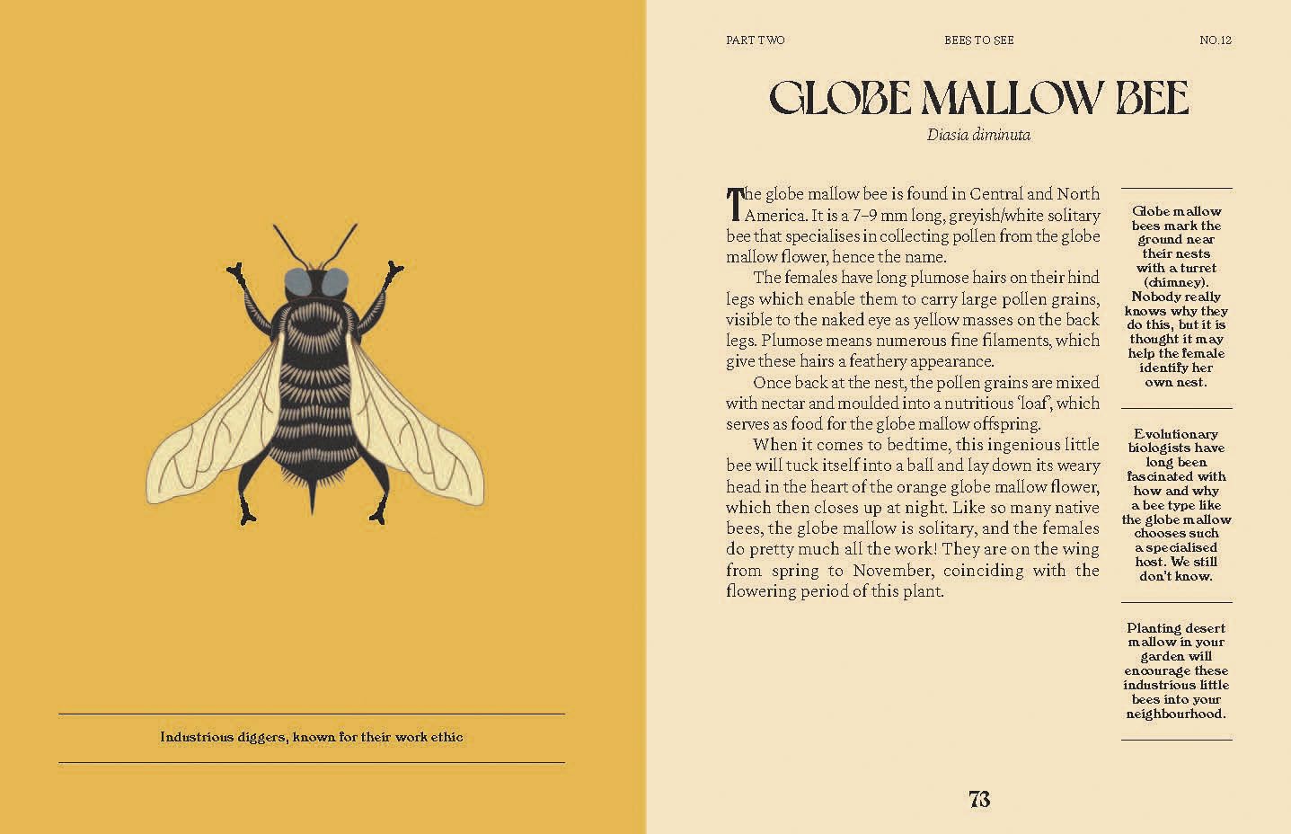 Bees. A Guide for the Curious