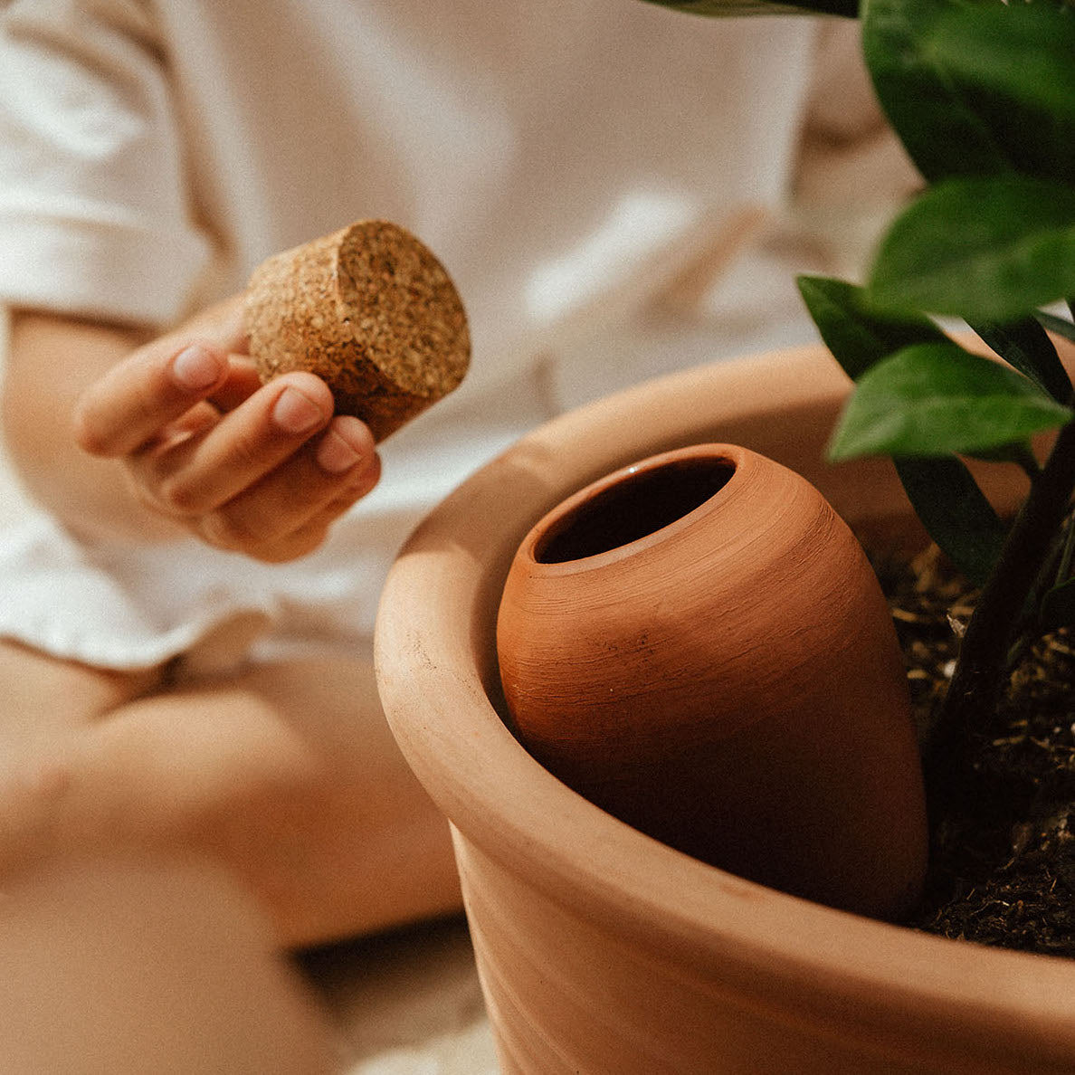 Olla - Terracotta - Self watering for plants.