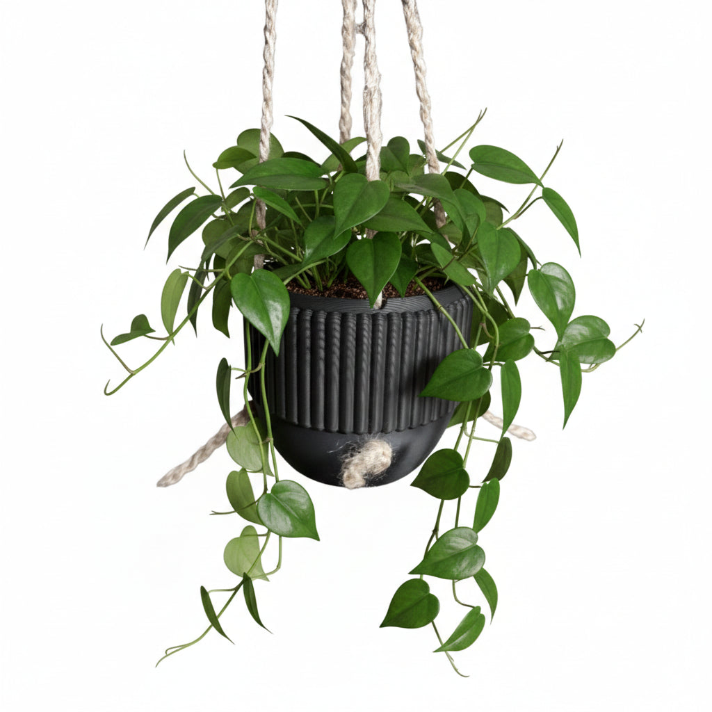 Hanging Plant Pot -  3D Printed