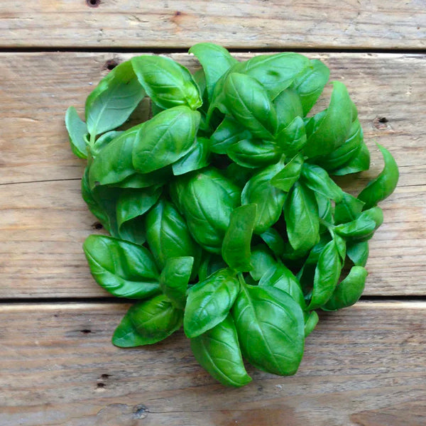 Basil Genovese Seed Packet