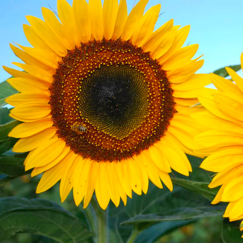 Sunflower Taiyo Seeds