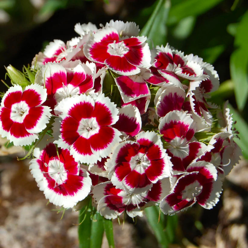 Sweet William Seeds